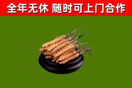襄城县回收冬虫夏草